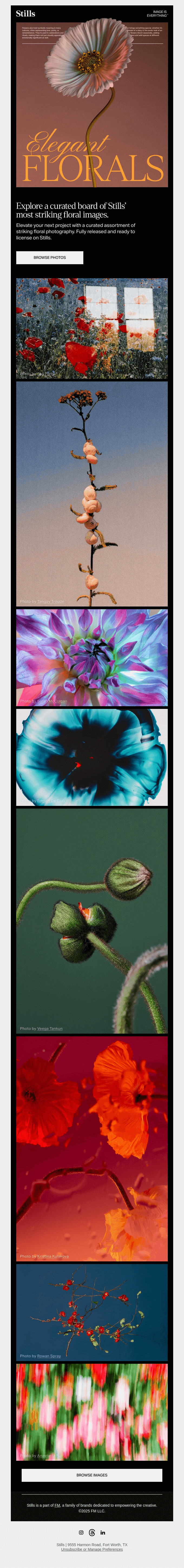 🌹 Elegant and striking floral imagery