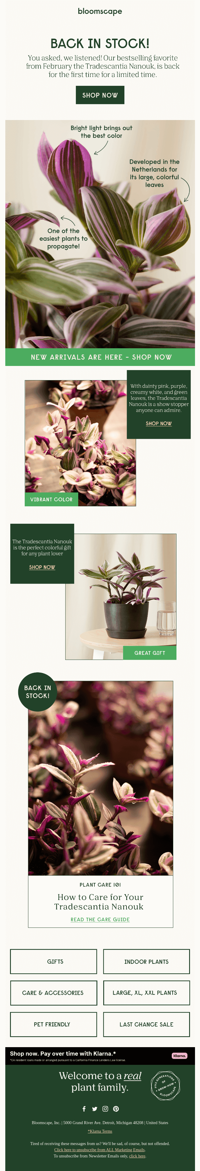 IT'S BACK! The Tradescantia Nanouk