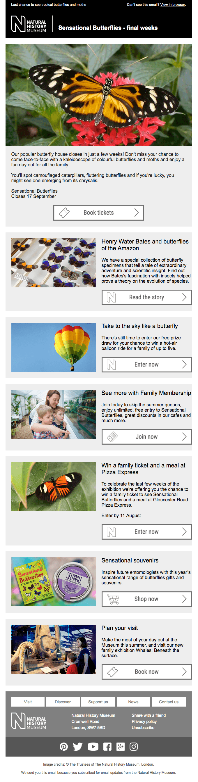 Last chance to see Sensational Butterflies!